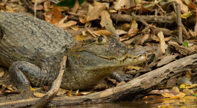 Spectacled caiman / Brilkaaiman