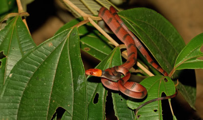 Tropical flat snake / Siphlophis compressus