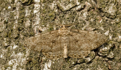 Hypomecis roboraria / Grote spikkelspanner