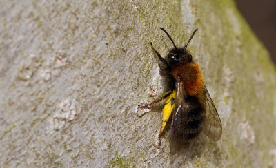 Clarke's Mining-bee / Zwart-rosse zandbij