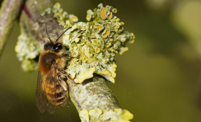 Andrena praecox / Vroege zandbij 