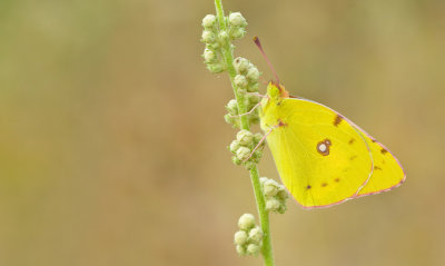 Clouded yellow / Oranje Luzernevlinder