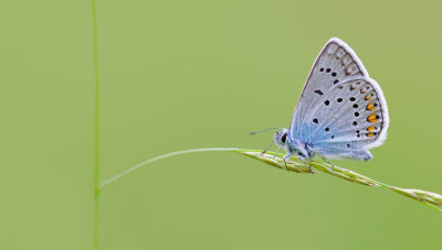Amanda's Blue / Wikkeblauwtje