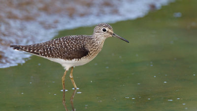 Solitary Sandpiper / Amerikaanse bosruiter