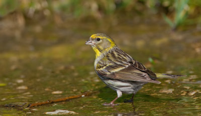 Serin / Europese Kanarie 