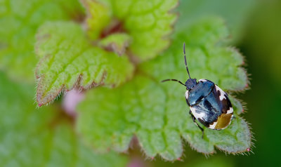 Tritomegas bicolor / Dovenetelgraafwants