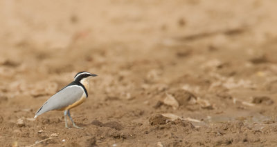 Egyptian plover / Krokodilwachter