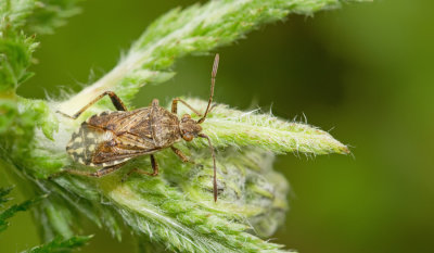 Stictopleurus punctatonervosus / Grijze glasvleugelwants