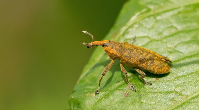 Lixus bardanae / Bruine zuringsnuitkever