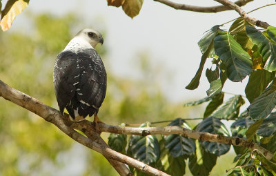 White hawk / Grote bonte buizerd