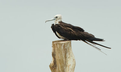 Magnificent Frigatebird / Amerikaanse fregatvogel