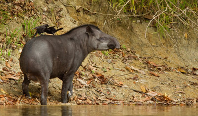 South American tapir / Zuid-Amerikaanse tapir