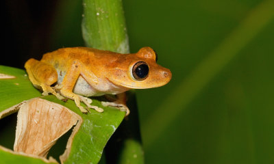 Günther's Banded Tree Frog / Hypsiboas fasciatus