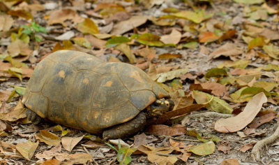 Red-footed tortoise / Kolenbranderschildpad
