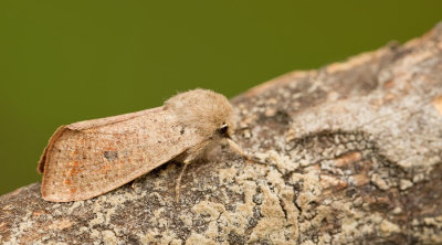 Orthosia cruda / Kleine voorjaarsuil 