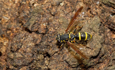 Sphiximorpha subsessilis / Grote fopblaaskop