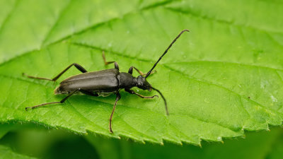 Leptura aethiops / Grote zwarte smalboktor 