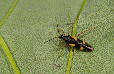 Dryophilocoris flavoquadrimaculatus / Gele viervlekwants