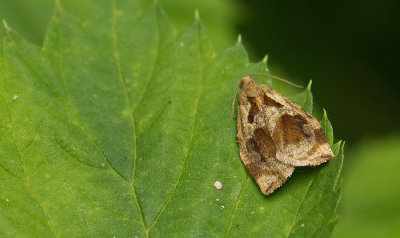 Archips crataegana / Meidoornbladroller  