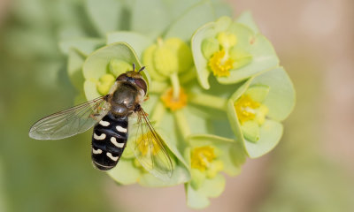 Diptera 2 (Hoverflies / Zweefvliegen)