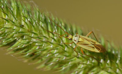 Stenotus binotatus / Grasbloemwants 
