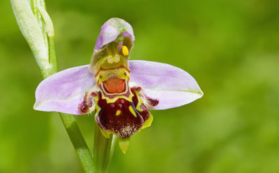 Bee Orchid / Bijenorchis