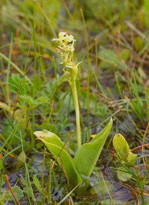 Loesel's Wide Lipped Orchid / Groenknolorchis