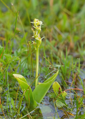 Loesel's Wide Lipped Orchid / Groenknolorchis