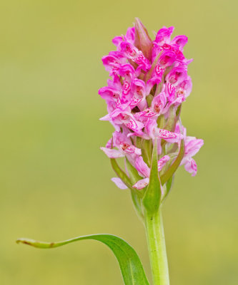 Early Marsh Orchid / Vleeskleurige orchis