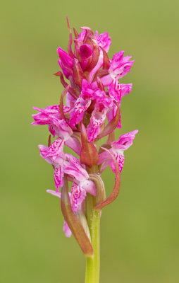 Early Marsh Orchid / Vleeskleurige orchis