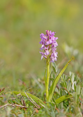 Early Marsh Orchid / Vleeskleurige orchis