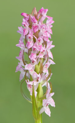 Early Marsh Orchid / Vleeskleurige orchis
