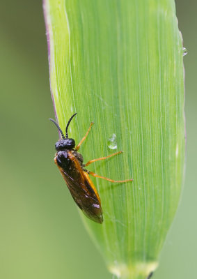 Selandria serva