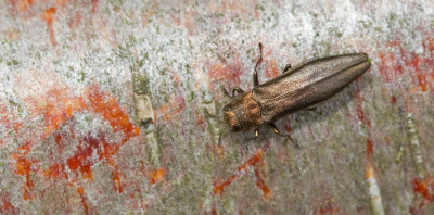 Agrilus angustulus