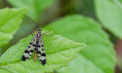 Panorpa vulgaris / Weideschorpioenvlieg