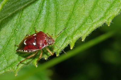 Stagonomus amoenus