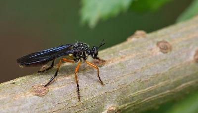 Orange-legged Robberfly / Zwartvlerkbladjager