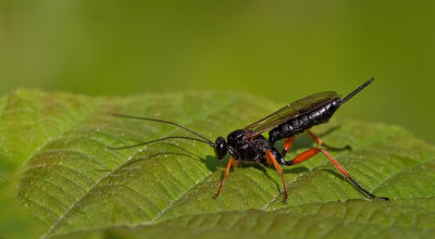 Pimpla rufipes