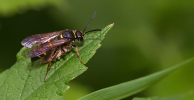 Argogorytes mystaceus