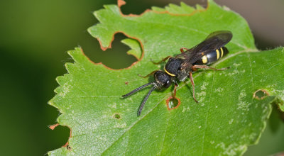 Argogorytes mystaceus