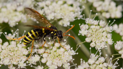 Figwort sawfly / Helmkruidbladwesp