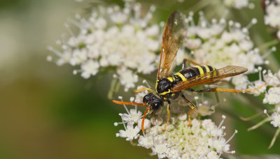 Figwort sawfly / Helmkruidbladwesp