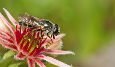 Cheilosia caerulescens / Tuingitje