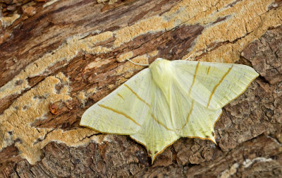 Swallow-tailed Moth / Vliervlinder