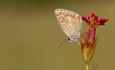 Northern Brown Argus / Vals bruin blauwtje