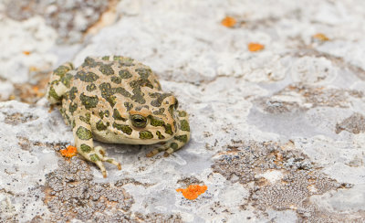 Green toad / Groene pad