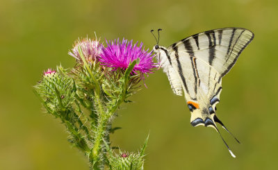 Scarce Swallowtail / Koningspage