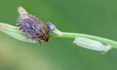 Eurygaster maura / Schaarse pantserwants