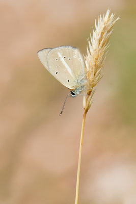 Ripart's anomalous blue / Zuidelijk esparcetteblauwtje