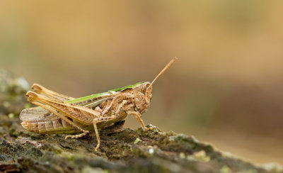 Bow-winged grasshopper / Ratelaar